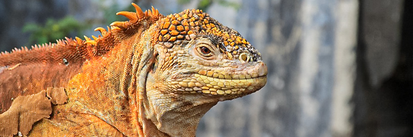 Bright orange iguana in the Galapagos Islands